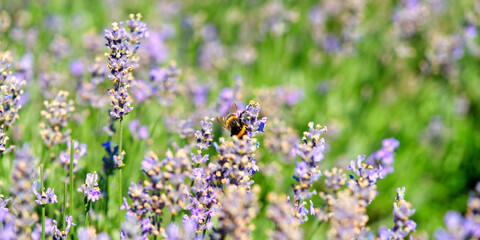 bees on a lavender plant, insects pollinating close up
