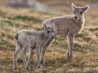 Adorable Bighorn Sheep Lambs High in the Rocky Mountains