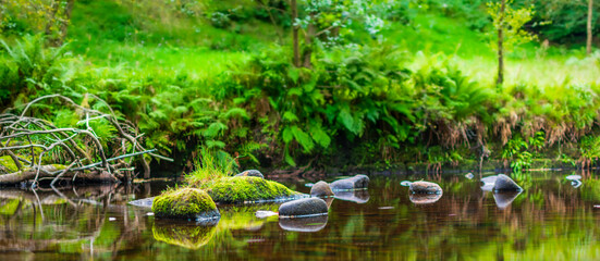 stream in the woods