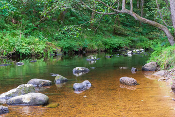 Obraz premium river in the forest