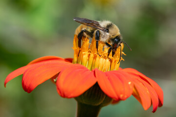 Bumblebee Macro on Flower