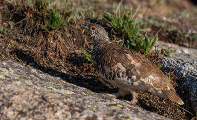 A White-tailed Ptarmigan in LateSpring Plumage