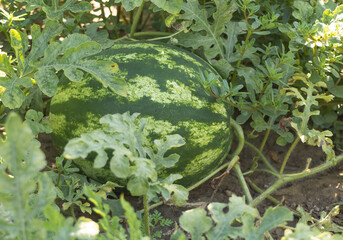 A watermelon grows well in the garden. Concept for growing own watermelon at home naturally without pesticides