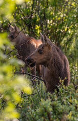 An Adorable Moose Calf Foraging for Food in a Willow Patch