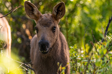 An Adorable Moose Calf Foraging for Food in a Willow Patch