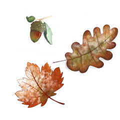 oak leaves and acorns