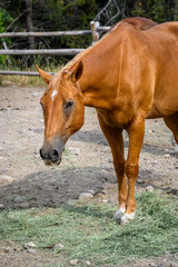 Naklejka na ściany i meble Feeding time, closeup of chestnut horse eating green hay off the ground 