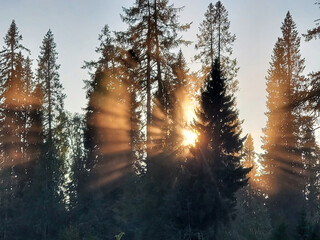 The sun's rays make their way through the spruce forest in a haze