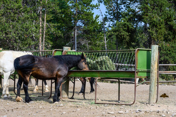 Collection of horses in an outdoor corral eating hay from a metal feed trough
