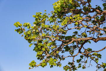 Tree with pequi flowers (Caryocar brasiliense). Typical Brazilian tree. Selective focus. Flowering starts in August