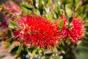 Red bottlebrush flower background in bloom