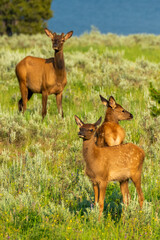 Naklejka na ściany i meble Elk Calf in Yellowstone National Park
