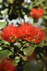 Closeup shot of a red Southern rata flower on a blurred background - obrazy, fototapety, plakaty