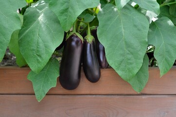 Ripe eggplants among green leaves growing on a raised bed in the vegetable garden. Concept of growing your own organic food.