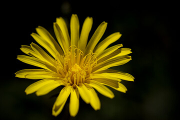 Macro photo of yellow flower on black background. Stock Photo. 