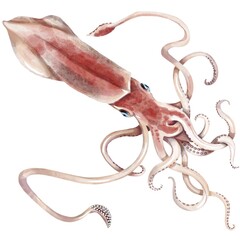 Watercolor hand drawn squid. Isolated seafood illustration on white background