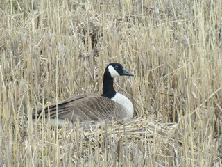 Canada Goose on Nest
