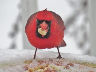 Cardinal with Peanut