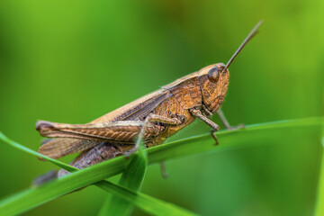 grasshopper on the leaf