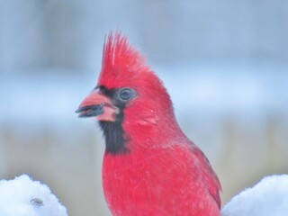 Winter Male Cardinal Sunflower Seed 