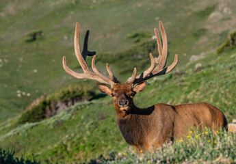 Large Bull Elk with Velvet Antlers on a Spring Morning