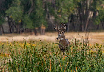 A White0tailed Deer Buck in Early Autumn