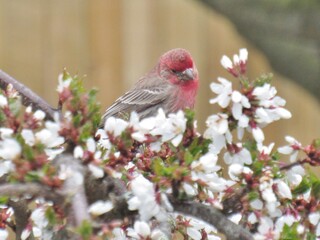 Cute Male House Finch with Flowers 