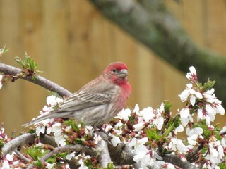 Male House Finch Branch with Flowers