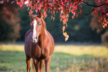 Horse portrait in the autumn meadow. Red horse, autumn red birch leaves. Horse riding hobby....