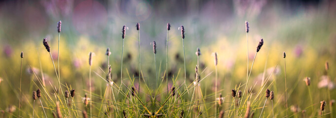 Grass and wild flowers in the autumn meadow. Banner .Tranquil autumn fall nature field background. Soft golden hour sunlight at countryside. Close-up. Picturesque colorful art image with soft focus