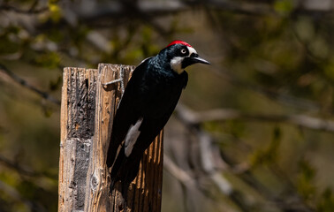 An Acorn Woodpecker on a Fence Post