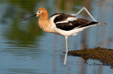 An American Avocet in a Yoga Pose