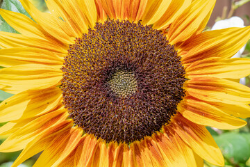 view of a Sunflower bloom