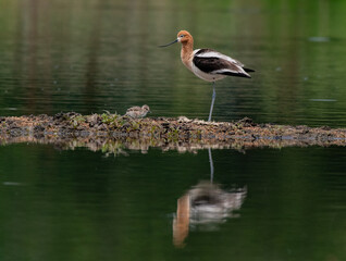 An American Avocet Mother and her Baby Chick