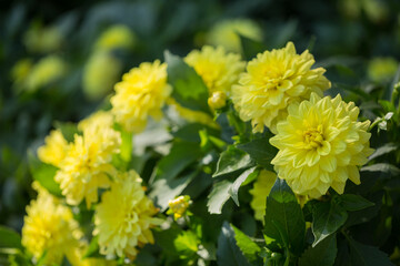 Beautiful yellow dahlias are blooming in the garden. Selective, soft focus.