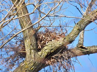 Large Nest in Tree
