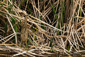 An American Bittern Hiding in Plain Sight in a Marsh