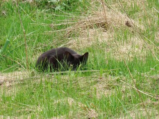 Black Cat Crouching Grass
