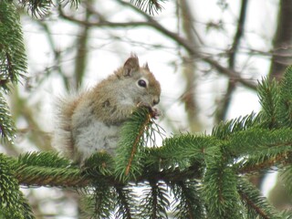 Grey Squirrel in Pine Tree