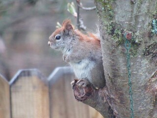 Cute Squirrel in Tree Red