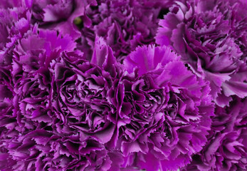 dianthus