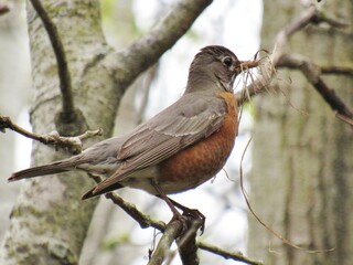 Female Robin Building Nest