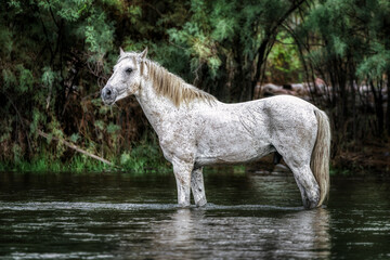 Obraz na płótnie Canvas Salt River Wild Horses