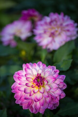 Beautiful lilac dahlias blooming in the garden. Selective soft focus.