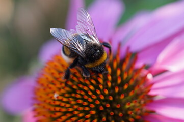 bee on flower