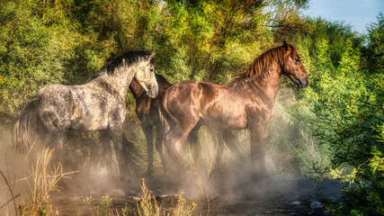 Fototapeta premium Salt River Wild Horses