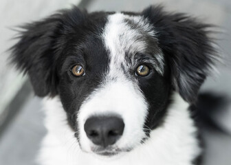 Obraz na płótnie Canvas border collie dog puppy