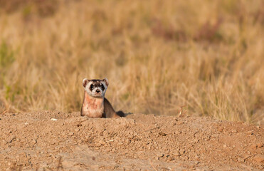 An Endangered Black-footed Ferret on the Plains of Colorado