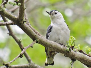 White Breasted Nuthatch on Tree Branch
