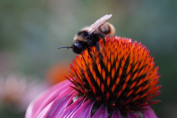 bee on a flower